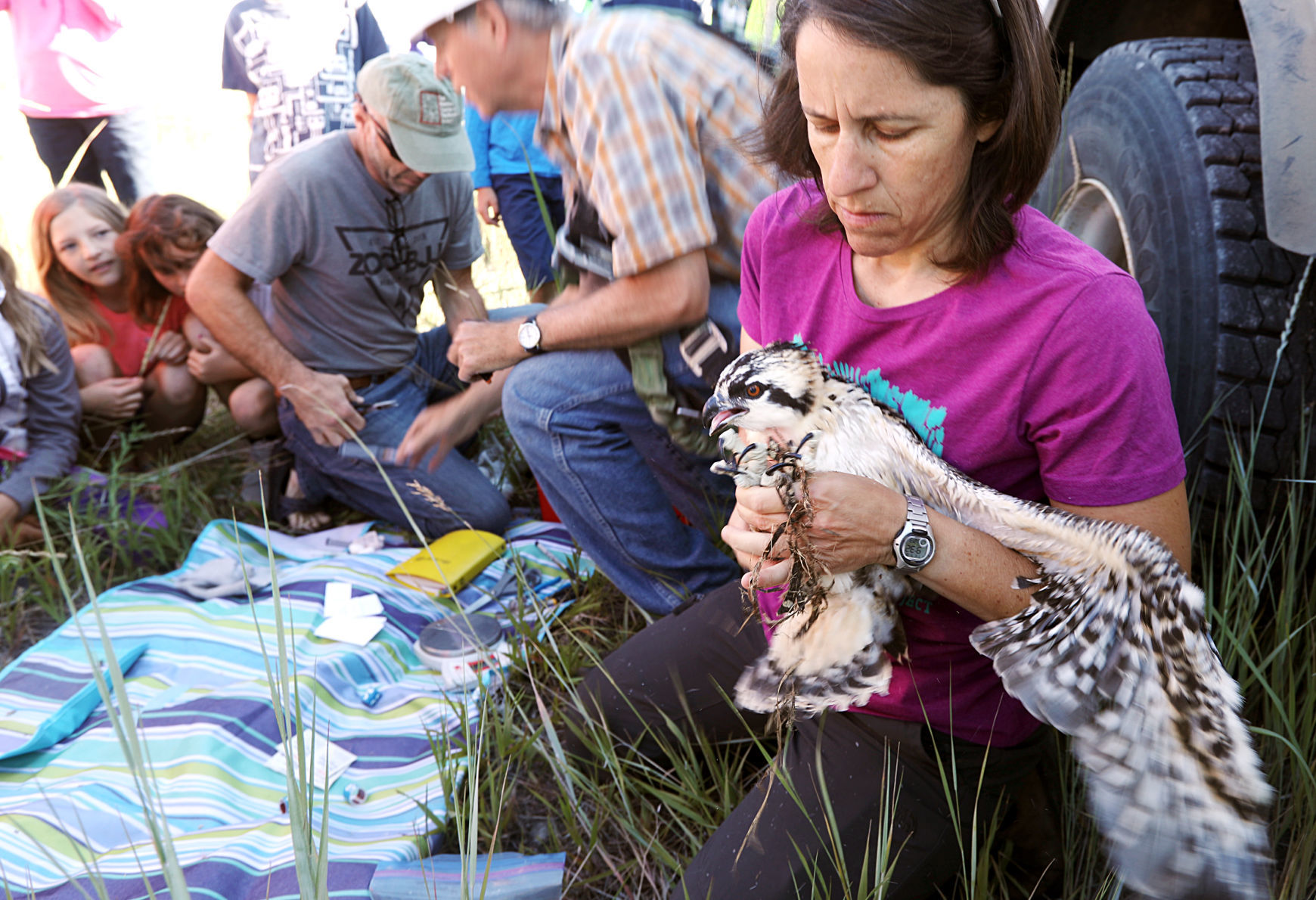 Biologists study ospreys near Warm Springs